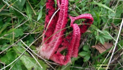 На Буковині спеціаліст лісгоспу знайшов рідкісну гриб-квітку