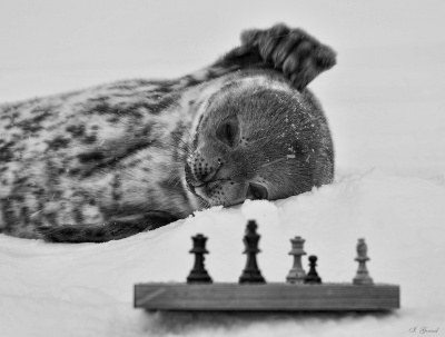 Чернівчанин відкрив виставку своїх фото з Антарктиди