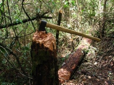 Чоловік на Буковині нарубав дров на 50 тисяч гривень штрафу