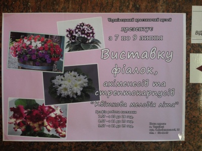400 видів фіалок, ахіменесів та стрептокарпусів – на виставці у Чернівцях (ФОТО)