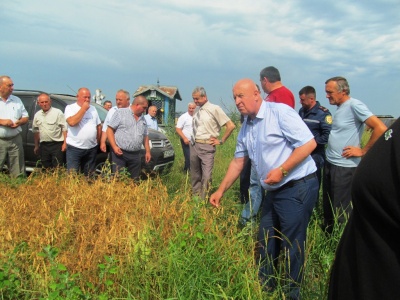 На Буковині почалися жнива: агрономи задоволені погодними умовами