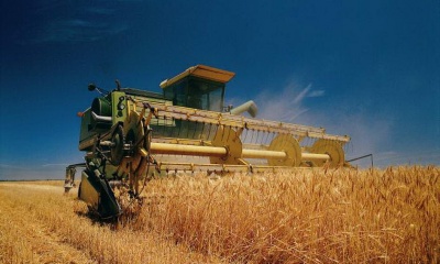 Завдяки погоді на Буковині очікується великий урожай зернових