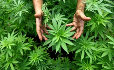 Канадський прем’єр обіцяє легалізувати марихуану вже у наступному році