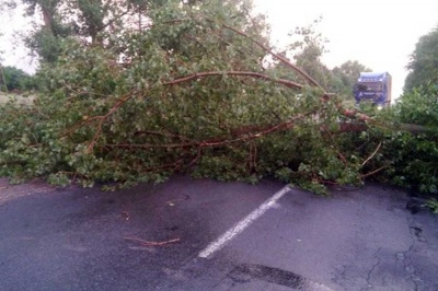 Буревій на Буковині повалив дерева на дорогу