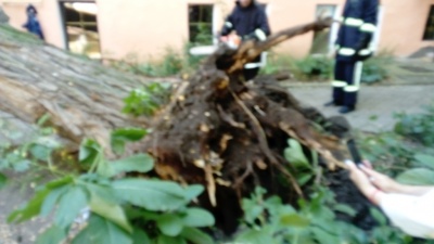 У центрі Чернівців дерево впало на будівлю