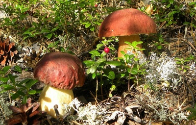 "Літніх грибів на Буковині може вже й не бути", - лісівники