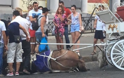 В Одесі через спеку знепритомнів кінь, який катав туристів