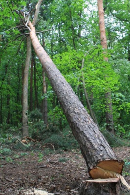 Двоє буковинців незаконно нарубали дерев на 136 тис грн, - прокуратура