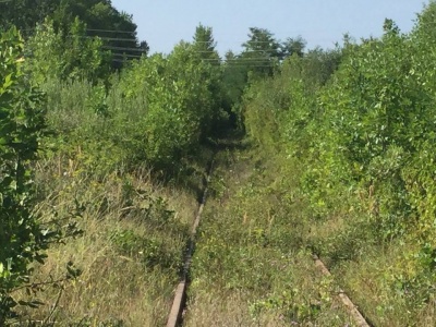 Нардеп Тіміш каже, що на Буковині є свій «тунель кохання» (ФОТО)