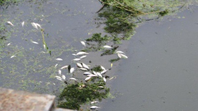 Від задухи у водоймах Буковини гине риба