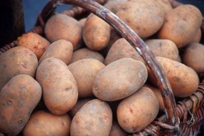 Найбільше української картоплі купила Білорусь