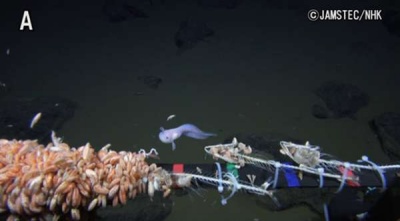Вченим вдалося відзняти рибу, яка живе на рекордній глибині. ВІДЕО