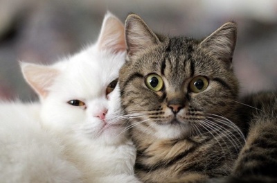 Чернівецька міськрада може заборонити вилов безпритульних котів