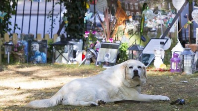 Новий Хатіко: пес Джорджа Майкла вже кілька місяців чекає на хазяїна біля його меморіалу (ФОТО)