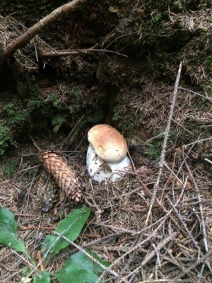 Буковинець поділився світлинами грибів, які знайшов зранку в Карпатах (ФОТО)