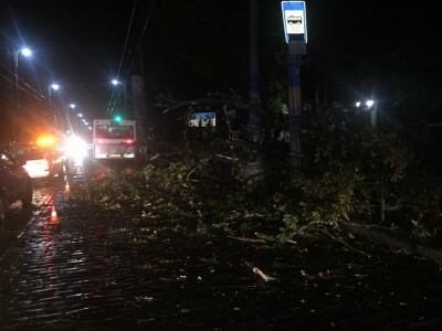 Раптова буря у Чернівцях повалила дерева і побила автівки (ФОТО)