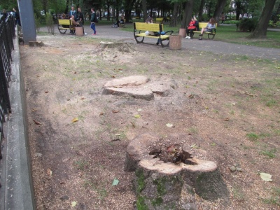 У сквері на Соборній площі у Чернівцях позрізали старі аварійні дерева (ФОТО)