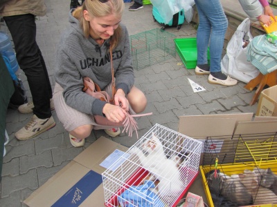 На Дні міста у Чернівцях роздають домашніх тваринок (ФОТО)