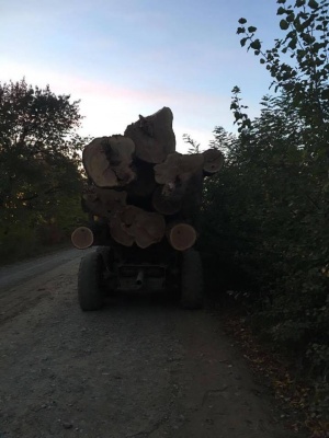 У Чернівецькій області співробітники СБУ затримали два лісовози, які перевозили деревину без документів