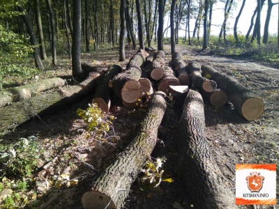 Масову вирубку дубів виявили на Буковині (ФОТО)