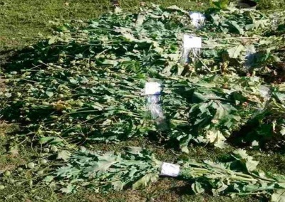 Тисячі нарковмісних рослин і 12 кілограмів "зілля" вилучили поліцейські на Буковині