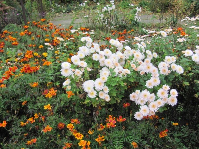 Жовтіє обліпиха і цвітуть останні квіти осені: у Чернівцях у дендропарку ростуть понад 100 видів рослин