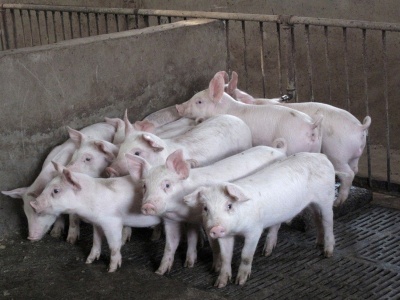 Експерт: У наступному році поголів'я свиней в Україні зменшиться до історичного мінімуму
