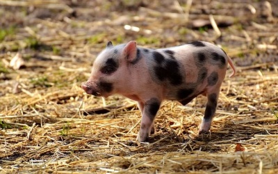 Вчені випадково вивели свиней без сала