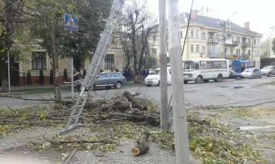 Наслідки буревію в Чернівцях: зламані дерева та обірвані лінії електропередач (ФОТО)