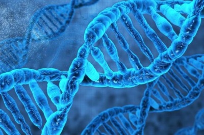 Вчені знайшли ген, який відповідає за довголіття