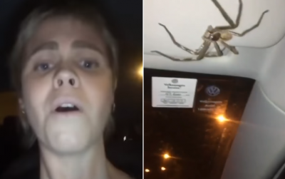 Мешканка Австралії знайшла в салоні автомобіля величезного павука. І уявила, що його немає - відео
