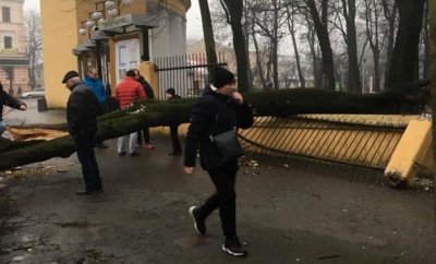 У Чернівцях на вулиці Садовій обвалилося дерево, зруйнувавши частину огорожі: рух ускладнений