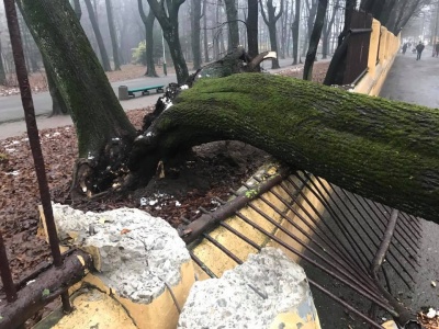 Дерево, що впало на Садовій у Чернівцях, зачепило школяра (ФОТО)