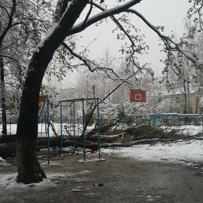 У Чернівцях аварійне дерево впало на спортмайданчик школи
