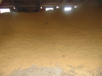 На Буковині затримали групу осіб, які вкрали у підприємства 40 тонн сої на 335 тис грн