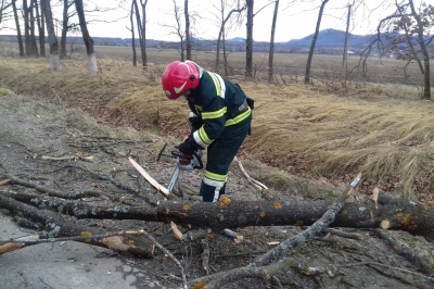 Негода на Буковині: дерево впало перед автомобілем, водія травмовано