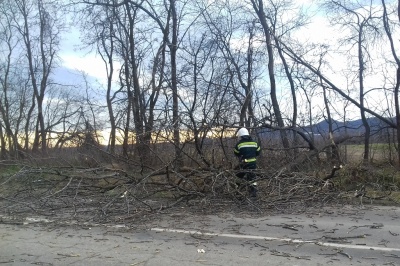 Негода на Буковині: дерево впало перед автомобілем, водія травмовано