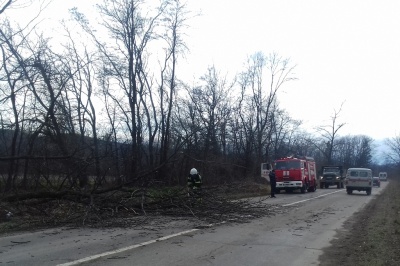 Негода на Буковині: дерево впало перед автомобілем, водія травмовано