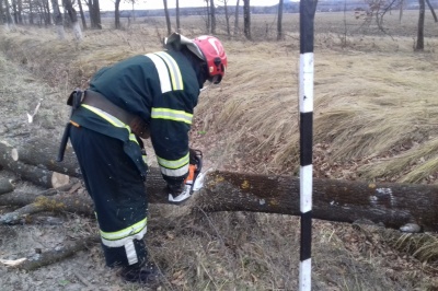 Негода на Буковині: дерево впало перед автомобілем, водія травмовано