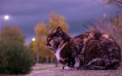 В Одесі заборонили вилов бездомних котів