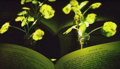 Вчені створили рослини, які зможуть замінити настільні лампи