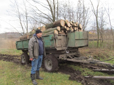 Обрізують сухожилля зрілих дубів: на Буковині зафіксували новий вид браконьєрства