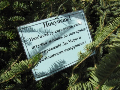 Новорічні ялинки у Чернівцях коштують від 40 гривень (ФОТО)