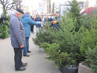 Новорічні ялинки у Чернівцях коштують від 40 гривень (ФОТО)