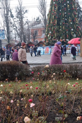 У Чернівцях посеред зими на клумбах квітнуть троянди (ФОТО)