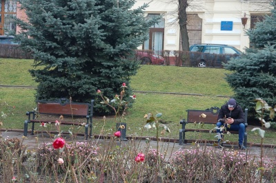 У Чернівцях посеред зими на клумбах квітнуть троянди (ФОТО)