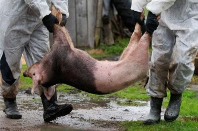 Спалах африканської чуми: у селі на Буковині довелося спалити понад 100 свиней