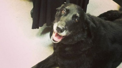 У США собака повернувся до господарів через 10 років після свого зникнення