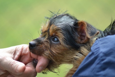 Вчені дослідили, кого і чому найчастіше кусають собаки