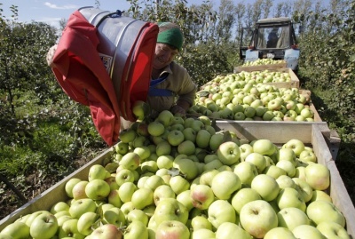 Євросоюз споживає деделі більше українських яблук
